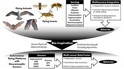 Autonomous Flying With Neuromorphic Sensing